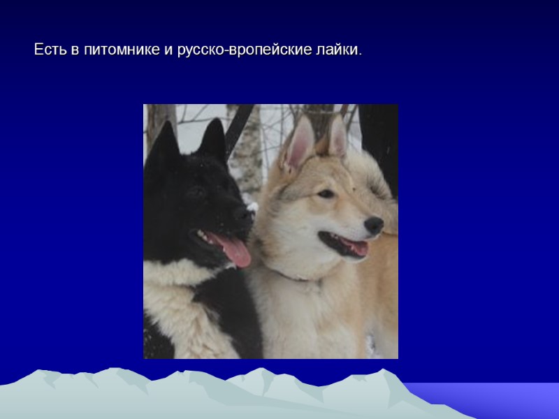 Есть в питомнике и русско-вропейские лайки.